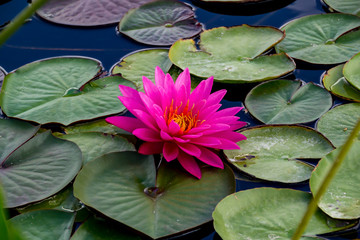 Pink water lily in green on the water.