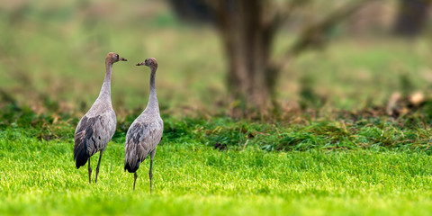 Fototapeta premium Cranes on green winter meadow