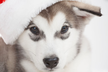 Animals. One puppy Husky white isolated, Christmas hat