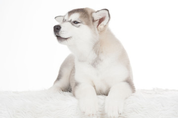 Fototapeta premium Animals. One puppy Husky white isolated