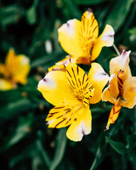 Beautiful yellow flowers blooming