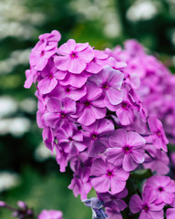Beautiful purple flowers blooming