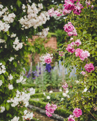 Fototapeta premium Blooming archway of flowers