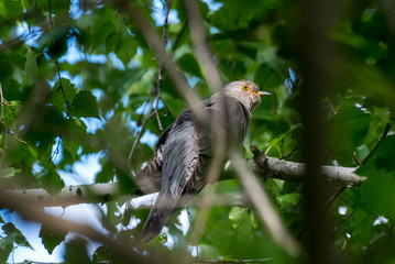 cuckoo on a branch