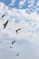 群れをなす鳶