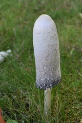 White and black mushroom in the grass