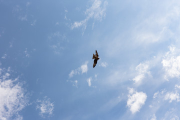 空を舞う鳶