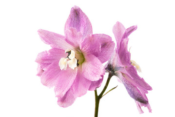 delphinium flower isolated