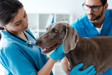 selective focus of veterinarian assisting colleague while examining weimaraner dog - Powered by Adobe