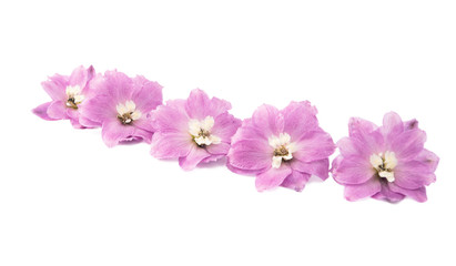 Fototapeta premium delphinium flower isolated