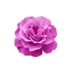 Beautiful purple rose isolated on a white background