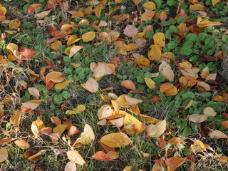 Fallen yellowed leaves in the in yet green grass in the garden. Beautiful colorful autumn background