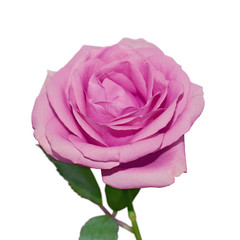Beautiful purple rose isolated on a white background