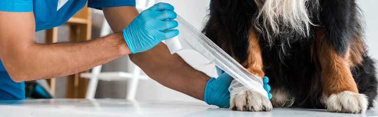 cropped view of veterinarian bandaging paw of bernese mountain dog, panoramic shot