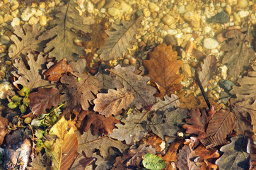 Autumn Color Leaves floating at lake shore. some of them in water while some out of water. View from directly above.