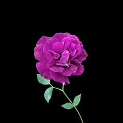 Beautiful purple rose isolated on a black background