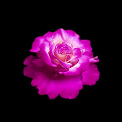 Beautiful purple rose isolated on a black background