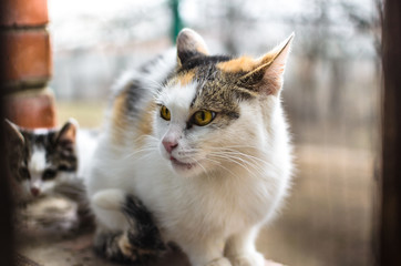 Modest homeless calico cat mom kittens sits on a brick windowsill and asks for food on cold days, portrait