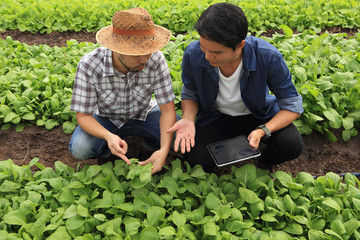 Farmers and their advisors Is monitoring the growth of trees in the plots.