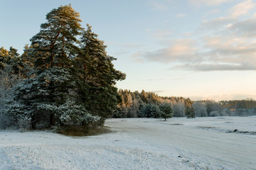 winter landscape on a sunny day. 