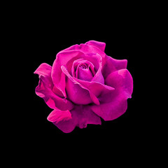 Beautiful purple rose isolated on a black background