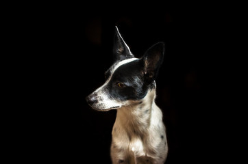 Portrait of a dog on a black background. Basenji sternly looks away