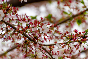 SAKURA