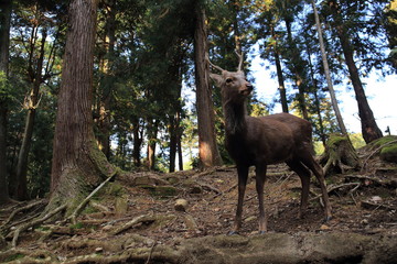Nara Park in Nara Prefecture, Japan and the scenery of deer living in the park
