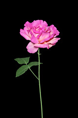 Beautiful purple rose isolated on a black background