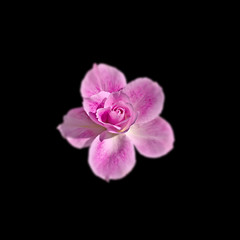 Beautiful purple rose isolated on a black background