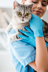 selective focus of young veterinarian holding grey scottish straight cat on hands © LIGHTFIELD STUDIOS
