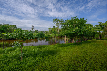 Amazon rain forest in a perfect and lovely sunny day