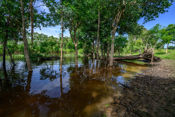 Amazon rain forest in a perfect and lovely sunny day