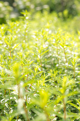 Obraz premium 若葉