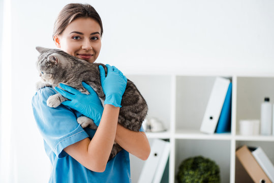 smiling veterinarian looking at camera while holding grey tabby cat on hands
