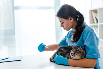 young veterinarian making injection to grey scottish straight cat