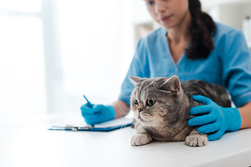 selective focus of young veterinarian wiriting on clipboard near tabby scottish straight cat
