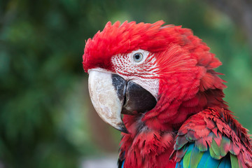 Cotorra, Loros, guacamaya y pericos © Richard Re