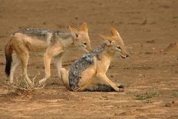 The pair of black-backed jackal (Canis mesomelas) playing close to the waterhole in Kalahari desert.