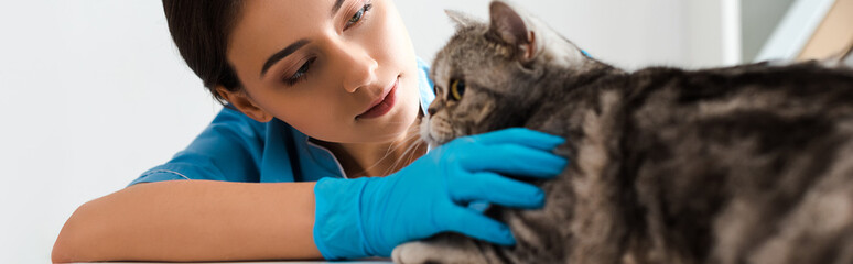 panoramic shot of attentive veterinarian examining cute scottish straight cat