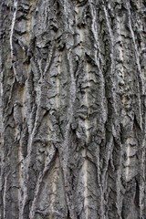 The bark of an old oak. Russia.