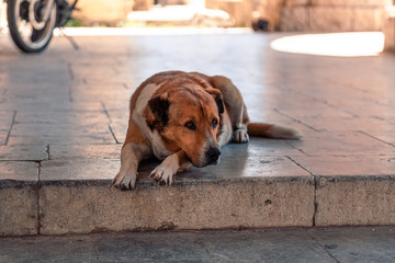 Dog on the Rhodes island street in the shadow
