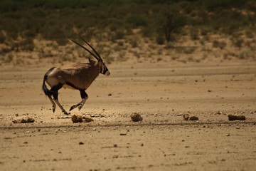 The gemsbok (or gemsbuck) (Oryx gazella) running over the desert in evening sun.