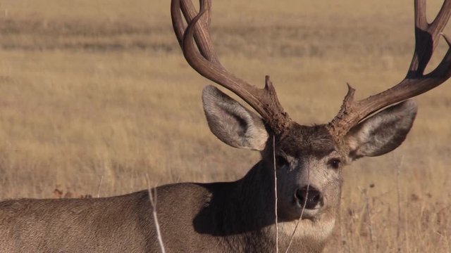 Mule Deer Buck in Fall in Colorado
