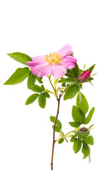 rosehip rose isolated