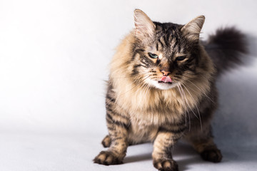 emotional fluffy cat on a white background