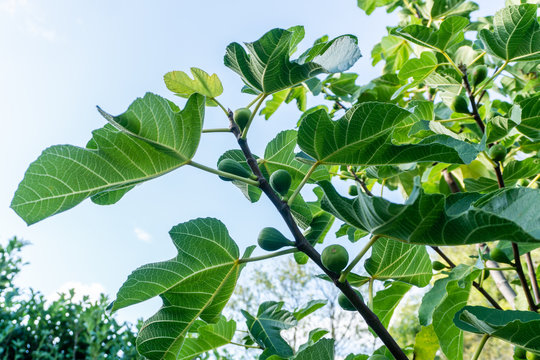 Fig tree branches with unripe fruits