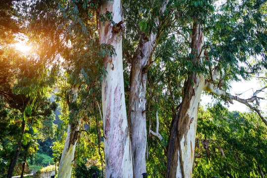 Eucalyptus trees in the park outdoors