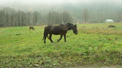 horse in the field