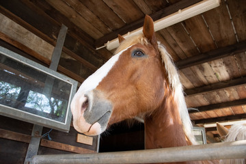 horse in a stable